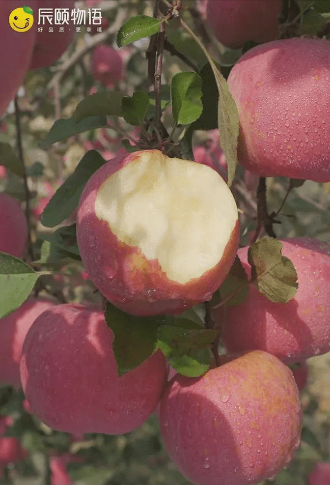 怒火一刀苹果单机版:辰颐物语：栖霞红富士，是吃货心中的“白月光”