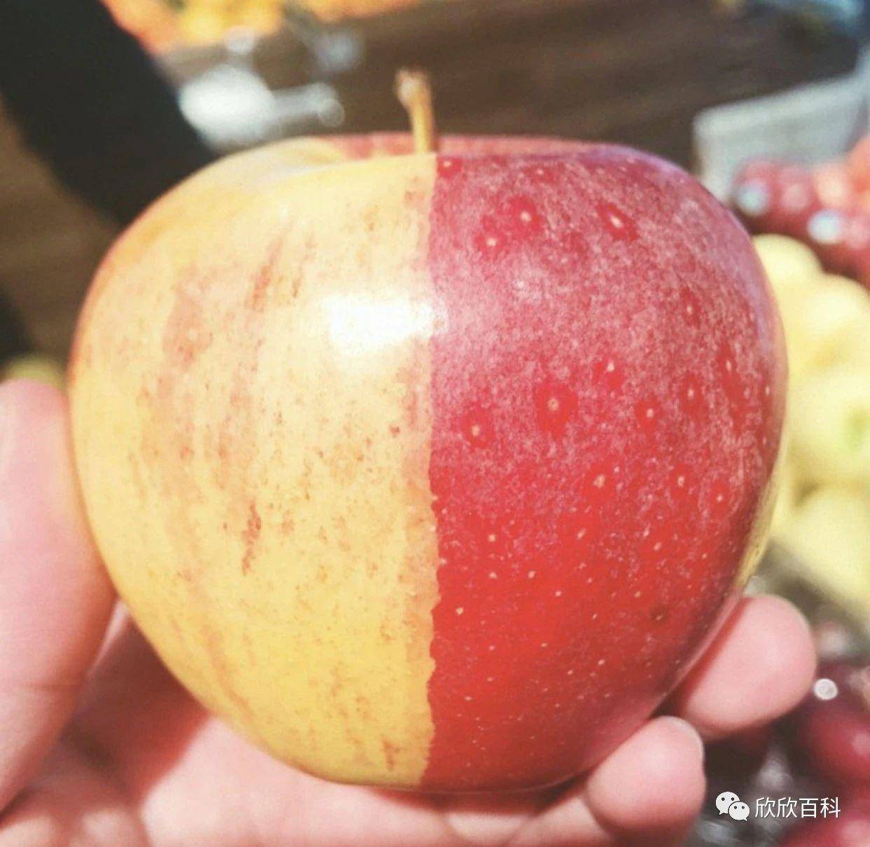 麦点单车苹果版:老人说：不要这个点吃苹果，小心吃到“毒苹果”
