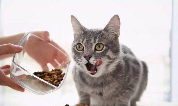 手机什么牌子好:猫粮什么牌子好？如何挑选一款好猫粮？