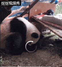暴风影音安卓全功能版:自家院子里竟发现正在熟睡的大熊猫！网友纷纷秒变“迷弟迷妹”