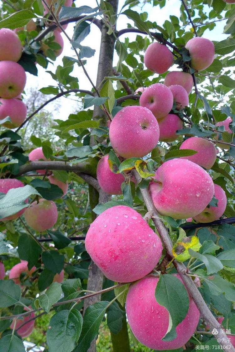 苹果香藏版(苹果手机怎么藏东西)-第4张图片-QuickQ官网