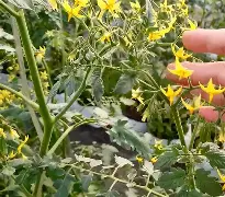 番茄财经手机版直播间的简单介绍-第1张图片-QuickQ官网 番茄财经手机版直播间的简单介绍-第1张图片-QuickQ官网